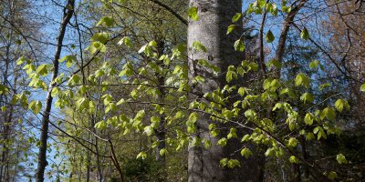 Frühling1.jpg