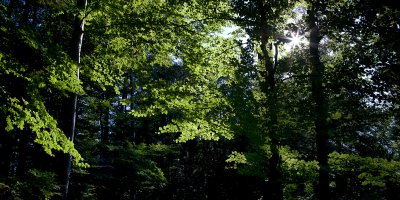 Frühling2.jpg