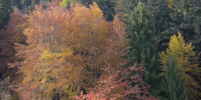 Herbst1.jpg