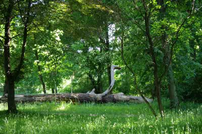 Wald 6.jpg