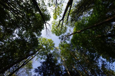 wald02.JPG