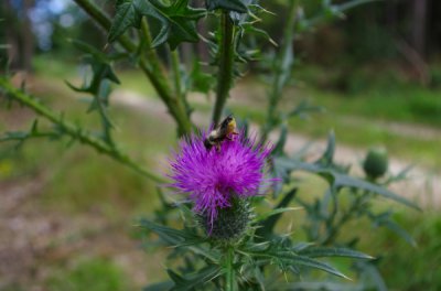 Distel mit Biene am Wegrand.JPG