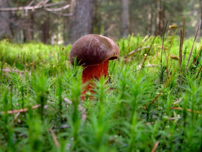 Waldpilz.JPG