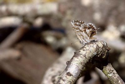 Pelargonien-Bläuling (Cacyreus marshalli)_1_20120625.JPG