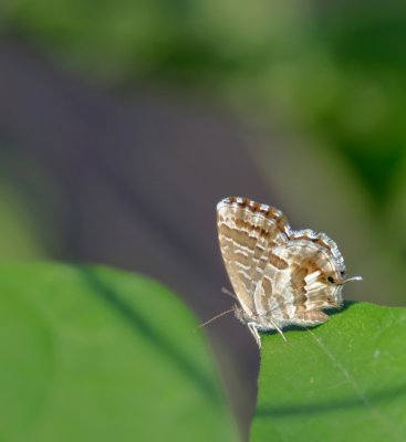 Pelargonien-Bläuling (Cacyreus marshalli)_2_20120625.JPG