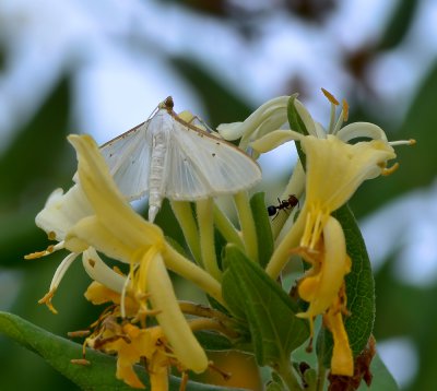 Palpita vitrealis _20120627.JPG Palpita vitrealis _20120627.JPG