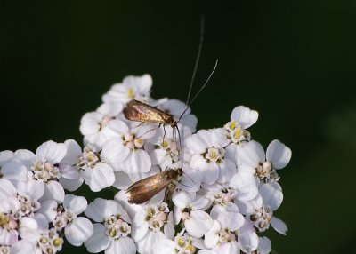 LHM02_comp.jpg LHM02_comp.jpg