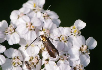 LHM04_comp.jpg LHM04_comp.jpg