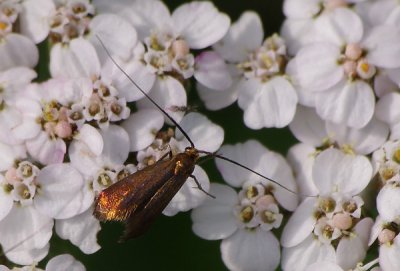 LHM07_comp.jpg LHM07_comp.jpg