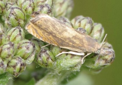 KHM01_comp.jpg KHM01_comp.jpg