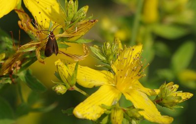 KHM02_comp.jpg KHM02_comp.jpg