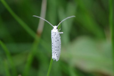 KHM04_comp.jpg KHM04_comp.jpg