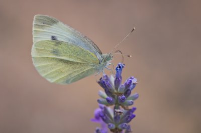 comp_IMGP4386.jpg comp_IMGP4386.jpg