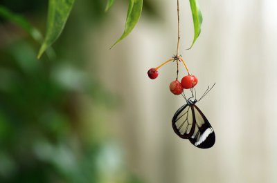 2012-06-25__Mainau__K7_23413_PS_on.JPG
