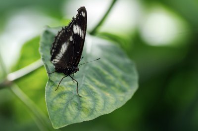 2012-06-25__Mainau__K7_23422_PS_on.JPG