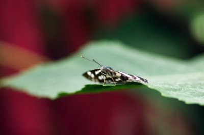 2012-06-25__Mainau__K7_23435_PS_on.JPG