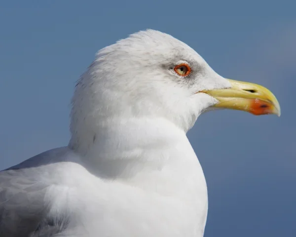 Möwe01.webp