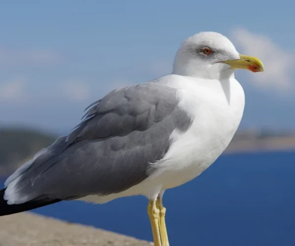 Möwe04.webp
