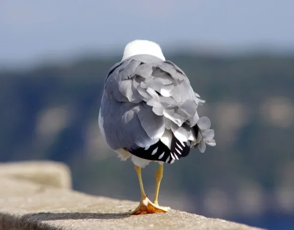 Möwe02.webp