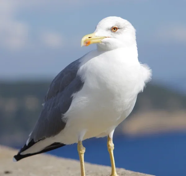 Möwe03.webp