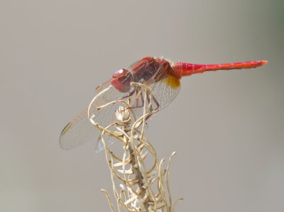 Feuerlibelle (Crocothemis erythraea)_20120701.JPG