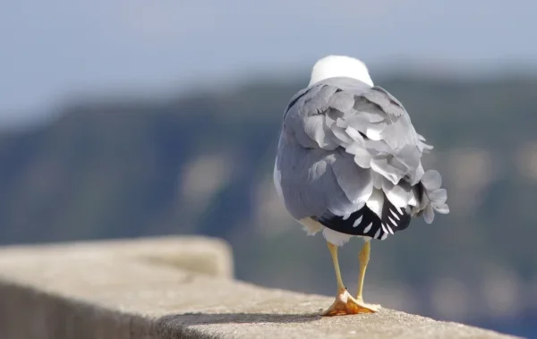 Möwe05.webp