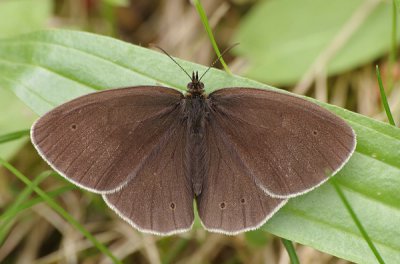 BrWaldvogel_cp.jpg BrWaldvogel_cp.jpg