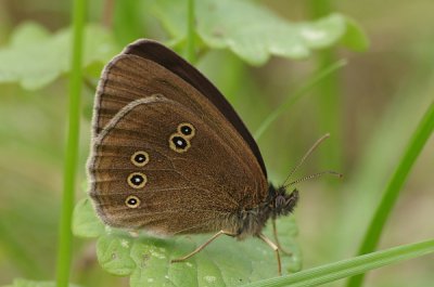 BrWaldvogel2kl_cp.jpg BrWaldvogel2kl_cp.jpg