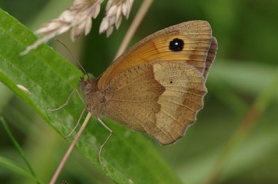 GrOchsenaugeKl_cp.jpg GrOchsenaugeKl_cp.jpg