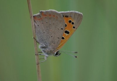 KlFeuervogelKl_cp.jpg KlFeuervogelKl_cp.jpg