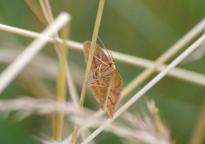 Spanner_brKl_cp.jpg Spanner_brKl_cp.jpg