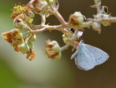 Faulbaum-Bläuling (Celastrina argiolus)_20120702.JPG