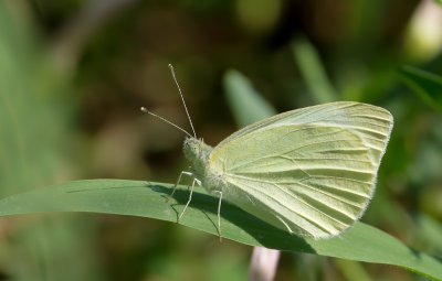 Kleine Kohlweißling (Pieris rapae)_20120702.JPG Kleine Kohlweißling (Pieris rapae)_20120702.JPG