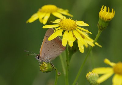 KlFeuervogel03_cp.jpg KlFeuervogel03_cp.jpg