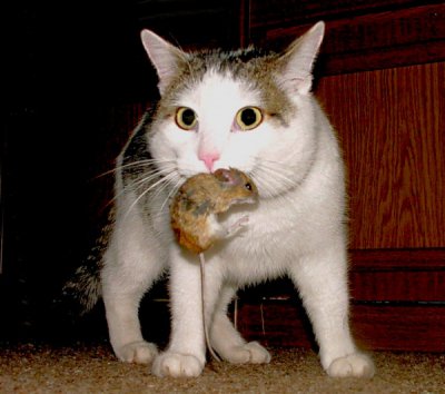 Fenek mit Maus.jpg