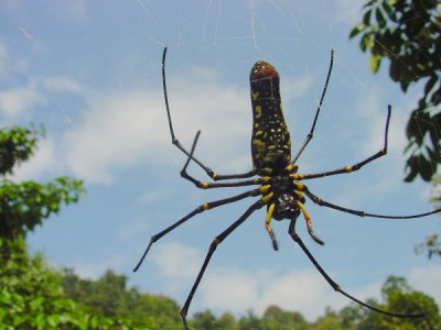 Riesenspinne.jpg