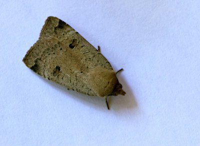 Hausmutter (Noctua pronuba)_20120707.JPG