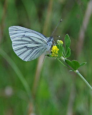 Weißling.jpg