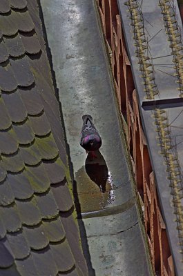 IMGP0019.jpg