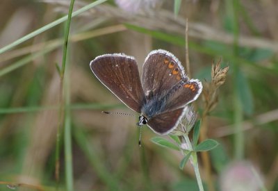 Bläuling01_cp.jpg Bläuling01_cp.jpg