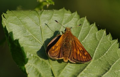 Dickkopf02_cp.jpg Dickkopf02_cp.jpg