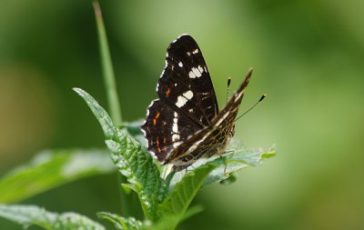 Landkärtchen01_cp.jpg Landkärtchen01_cp.jpg