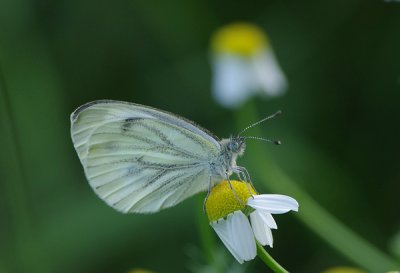 Weißling02_cp.jpg Weißling02_cp.jpg