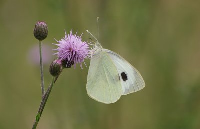 Weißling03_cp.jpg Weißling03_cp.jpg