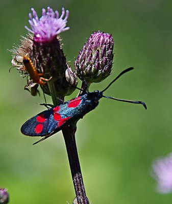 Blutstpöpfchen1.jpg Blutstpöpfchen1.jpg