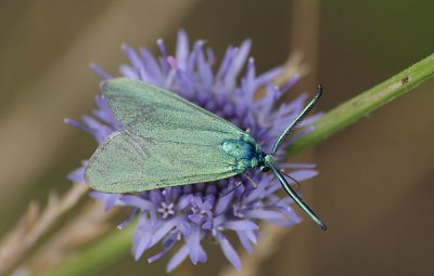 Widder01_cp.jpg Widder01_cp.jpg