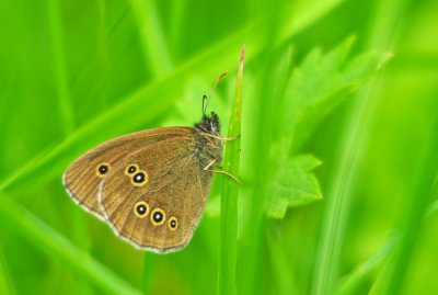comp_brauner waldvogel0.jpg comp_brauner waldvogel0.jpg