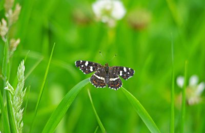 comp_landkaertch-sommergeneration.jpg comp_landkaertch-sommergeneration.jpg