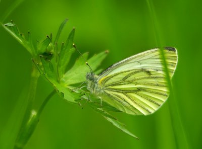 comp_rapsweißling.jpg comp_rapsweißling.jpg