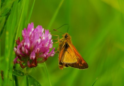 comp_rost dickkopffalter.jpg comp_rost dickkopffalter.jpg